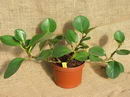 Peperomia Magnoliaefolia
